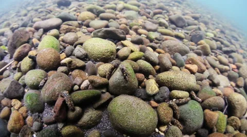 AQUATIC INSECTS ON RIVER ROCKS Stock Footage 52307616