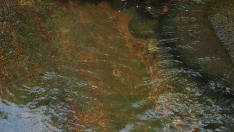 Aquatic insects use water surface to move around Stock Footage 331975192