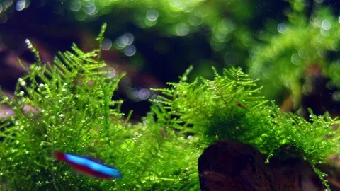 Aquatic java moss vegetation oxygenate air bubble, blurred cardinal tetra Vídeo Stock 345131797