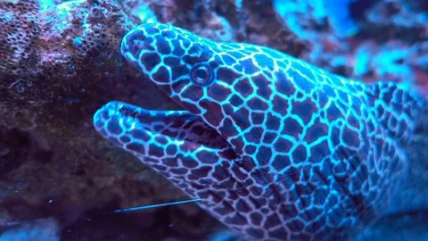Aquatic leopard moray eel among coral reefs Video stock 124701019