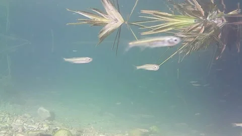 Aquatic life Stock Footage 139041525