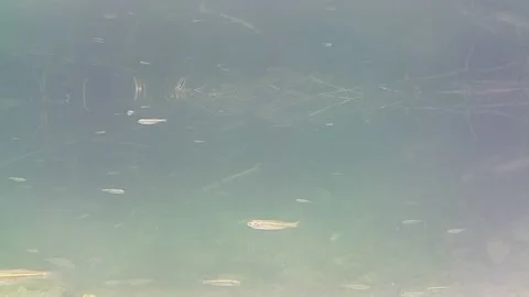 Aquatic life Stock Footage 139041540