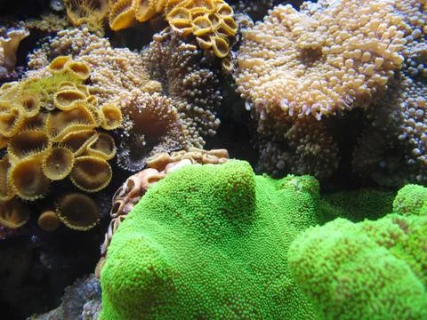 Aquatic life Stock Photos