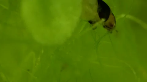 Aquatic Moth larva (Lepidoptera) Video stock 295079164