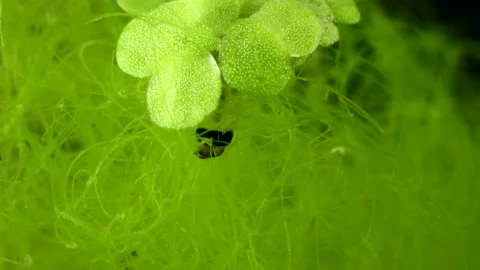 Aquatic Moth larva (Lepidoptera) Video stock 295079218