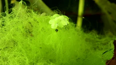 Aquatic Moth larva (Lepidoptera) Video stock 295079243