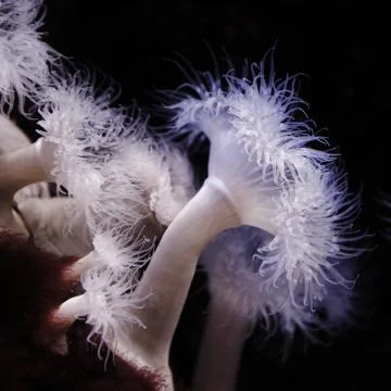 Aquatic Stock Photos