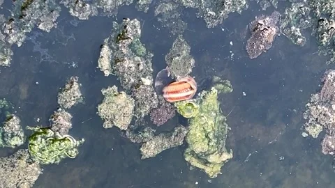 Aquatic Photosynthesis: Observing Bubbles, Algae, Oxygen, and a Mollusk Video stock 273991628