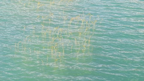 Aquatic plant comes out to the surface. Stock Footage 201109659