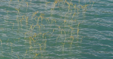 Aquatic plant comes out to the surface. Stock Footage 201109812