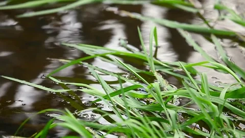 Aquatic plant Video stock 81695939
