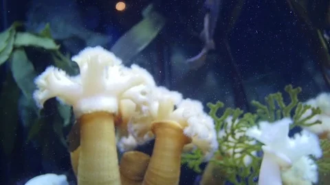 Aquatic Plant Stock Footage 83861044