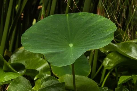 Aquatic plant, water lilies, close-up Stock Photos