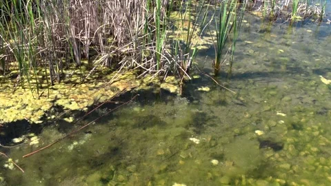 Aquatic plants and algae in the lake of Parc Central, Santa Perpetua, 4k 動画素材 332494566
