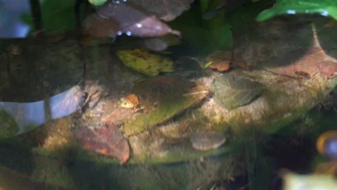 Aquatic plants and small fish in puddles Stock Footage 205433892