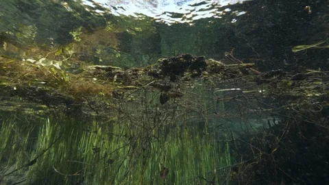 Aquatic plants below the water surface of the spring lake, Italy Stock Footage 127282022