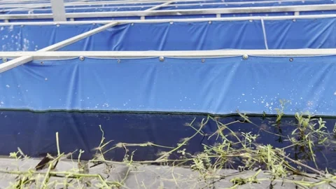 Aquatic Plants in a Blue Pond Vídeo Stock 343876781