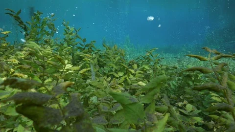 Aquatic plants on the bubbly bottom of the spring pond, Italy Stock Footage 127056653