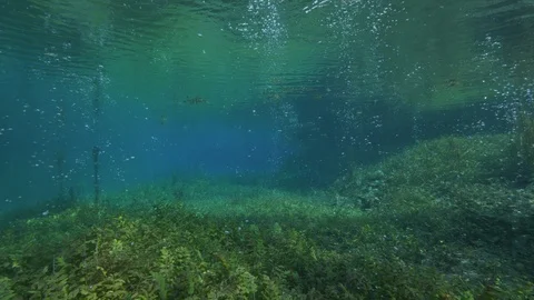 Aquatic plants on the bubbly bottom of the spring pond, Italy Stock Footage 127057846