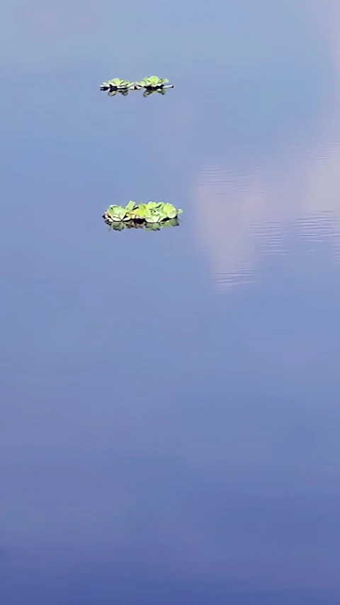 Aquatic Plants Floating On Calm Pond Water With Mirror Reflection - 4K Vertical Stock Footage 338040733