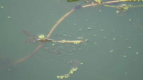 Aquatic Plants Floating 스톡 동영상 344816767