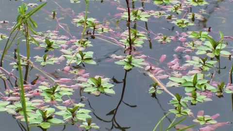 Aquatic plants floating at the surface of the lake in Botswana Video stock 254518757