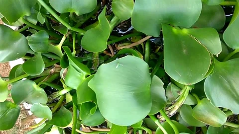 Aquatic plants 스톡 동영상 154307991