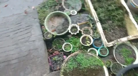 Aquatic plants Stock Footage 218001985