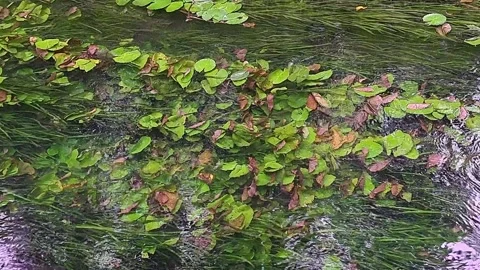 Aquatic plants 스톡 동영상 313059965