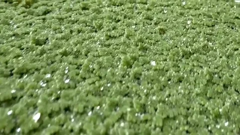 Aquatic plants Stock Footage 332892097