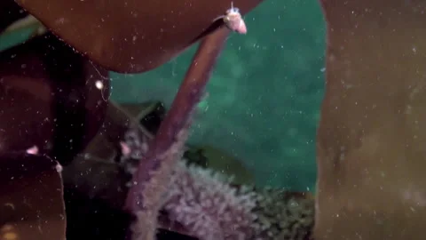 Aquatic plants found in subset world of Barents Sea. Stock Footage 231946028