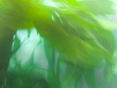 Aquatic plants nature background pattern texture Stock Photos