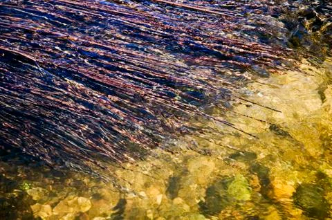 Aquatic plants Stock Photos