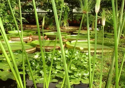 Aquatic plants Stock Photos