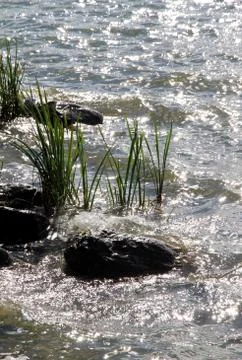 Aquatic plants Foto stock