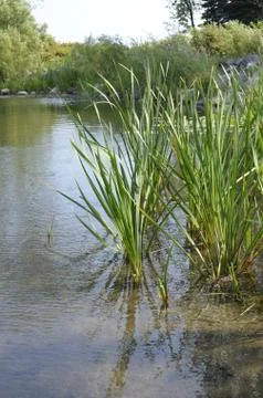 Aquatic Plants Stock Photos