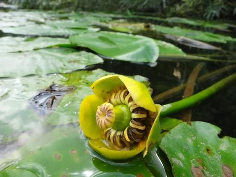 Aquatic plants Фото