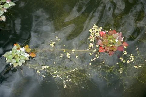 Aquatic plants Stock Photos