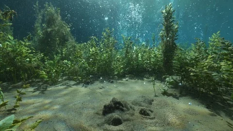 Aquatic plants on the sandy and seething bottom of the spring pond, Italy Stock Footage 127110627