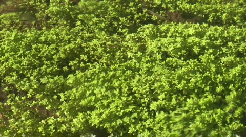Aquatic plants in small river Stock Footage 274641