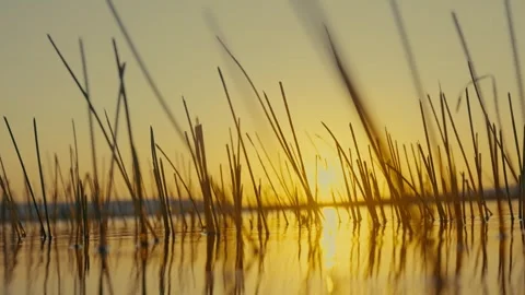 Aquatic plants with sun setting on the background. Freshwater lagoon in a Stock Footage 328629997