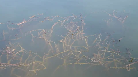 Aquatic plants in surface of the pond Stock Footage 36183505