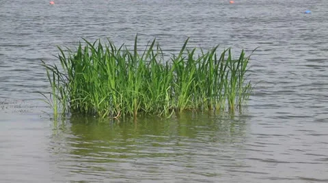 Aquatic plants swaying Stock Footage 24846319