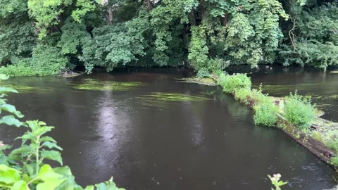 Aquatic Plants Swaying in River Current Through a Green Freshwater Habitat Stock Footage 340044036