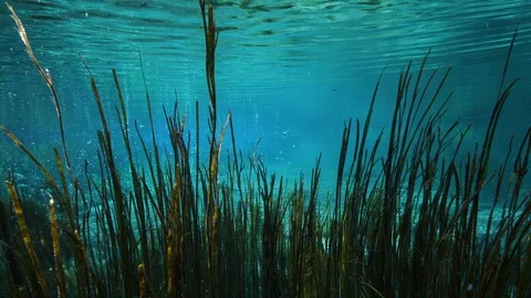Aquatic plants under the surface of the spring lake water, Italy Stock Footage 127172045