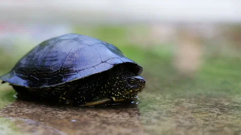 Aquatic river turtle on land. Stock Footage 136116033