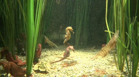 Aquatic sea life Video stock 1020188