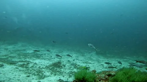 aquatic shot of shoal and diver | Stock Video | Pond5