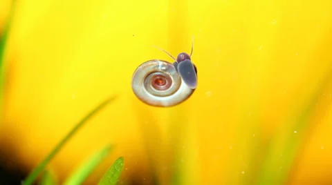 Aquatic snails crawling in aquarium - close up Stock Footage 35880352