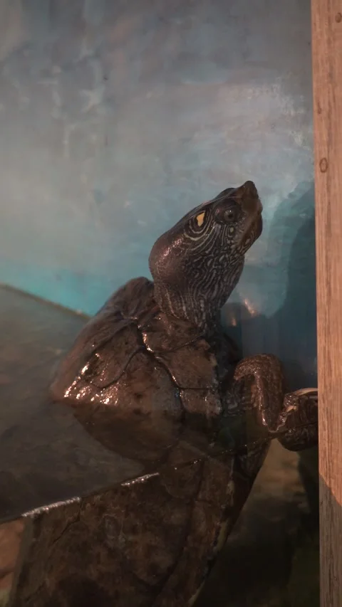 Aquatic turtle in an aquarium Видео 346912326